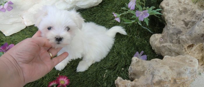 Bichón Maltés Toy - Comprar